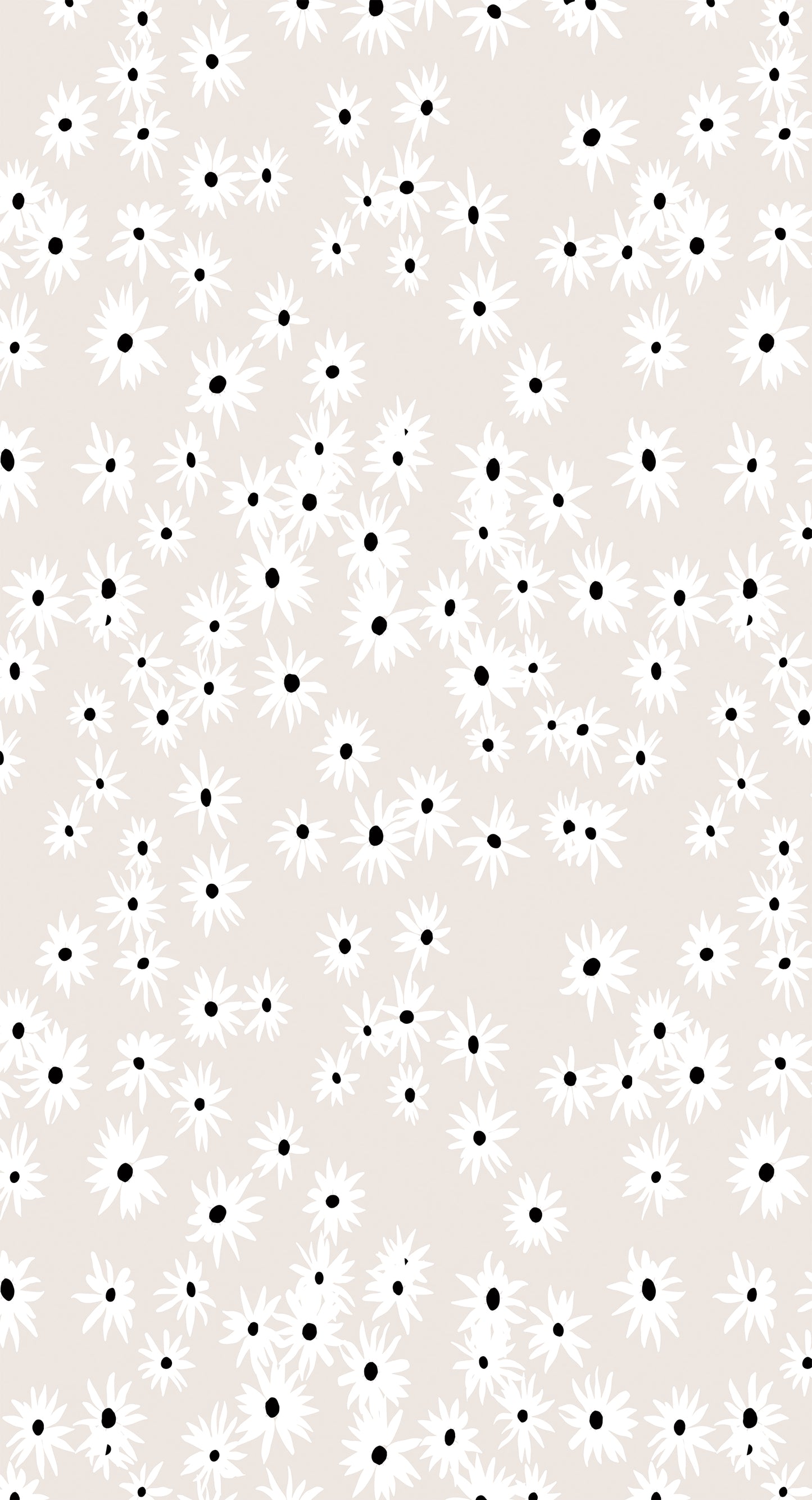 Daisies